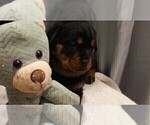 Small Photo #3 Rottweiler Puppy For Sale in CONWAY, AR, USA