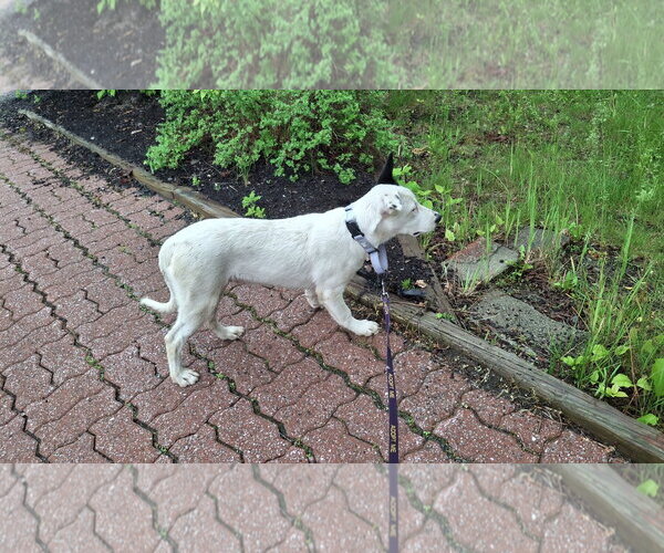 Medium Photo #37 Shollie Puppy For Sale in Sebec, ME, USA