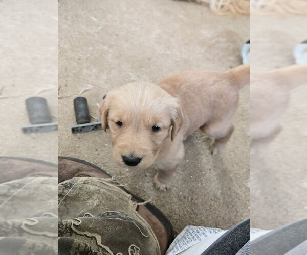 Medium Photo #1 Golden Retriever Puppy For Sale in GARDEN VALLEY, CA, USA