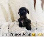 Small Photo #5 Schnauzer (Miniature) Puppy For Sale in COOKEVILLE, TN, USA