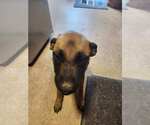 Small #1 German Shepherd Dog Mix
