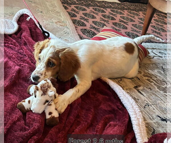 Medium Photo #4 Brittany-English Setter Mix Puppy For Sale in Curwensville, PA, USA