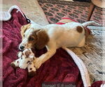 Small #3 Brittany-English Setter Mix