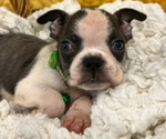 Small Photo #3 Boston Terrier Puppy For Sale in GILMER, TX, USA