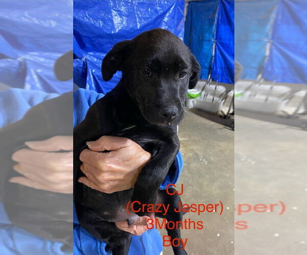 Medium Photo #2 Labrador Retriever-Unknown Mix Puppy For Sale in Brooksville, FL, USA