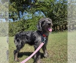 Small #6 Aussiedoodle