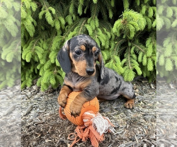 Medium Photo #3 Dachshund Puppy For Sale in MIDDLEBURY, IN, USA