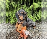 Small #2 Dachshund