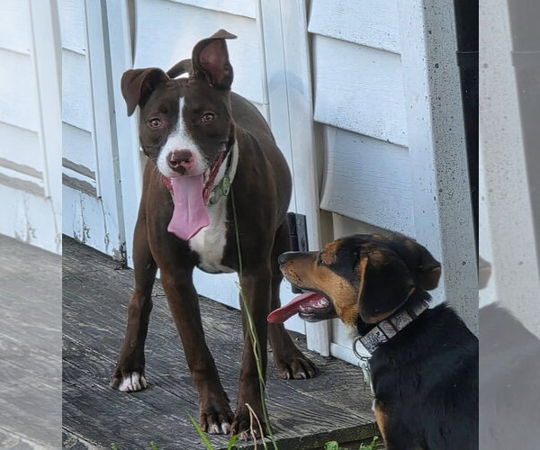 Medium Photo #4 American Pit Bull Terrier-Unknown Mix Puppy For Sale in Germantown, OH, USA