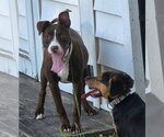 Small #3 American Pit Bull Terrier Mix
