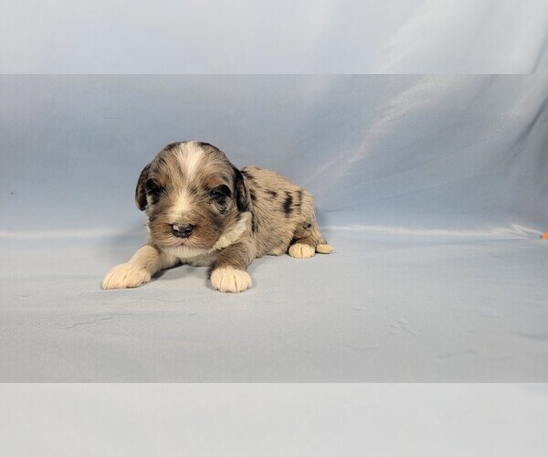 Medium Photo #65 Bernedoodle (Miniature) Puppy For Sale in BLACK FOREST, CO, USA