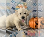 Small Photo #6 English Cream Golden Retriever Puppy For Sale in DEARBORN, MO, USA