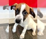 Small Photo #2 Bulloxer Puppy For Sale in Lake Forest, CA, USA