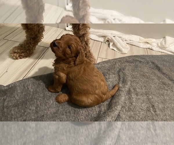 Medium Photo #3 Goldendoodle Puppy For Sale in BREA, CA, USA