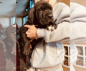 Great Dane Puppy for sale in CORBIN, KY, USA