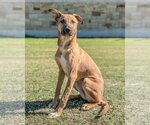Small Photo #1 Carolina Dog-Unknown Mix Puppy For Sale in PIPE CREEK, TX, USA