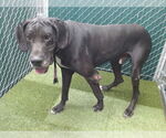 Small Great Dane