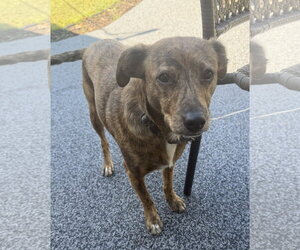Papaya* - Female Unknown-Whippet Mix Dog for Adoption - Photo #3