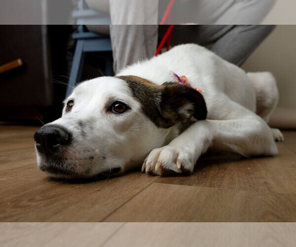 Medium Photo #3 Labrador Retriever-Unknown Mix Puppy For Sale in Garner, NC, USA