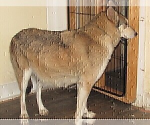 Mother of the Wolf Hybrid puppies born on 04/11/2026