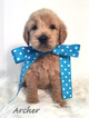 Puppy 5 Goldendoodle