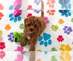 Small #2 Cavapoo (Miniature)-Poodle (Toy) Mix