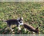 Small #24 Siberian Husky