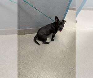 Mutt Dogs for adoption in Las Vegas, NV, USA