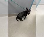 *IMPALA - Female Mutt Dog for Adoption - Small photo