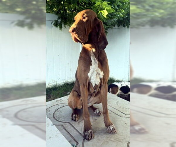 Medium Photo #1 Bloodhound-Pointer Mix Puppy For Sale in Deepwater, NJ, USA