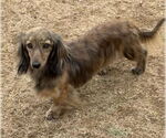 Small #1 Dachshund