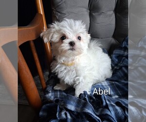 Maltese Puppy for sale in ADKINS, TX, USA