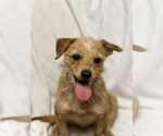 Small Chihuahua Mix
