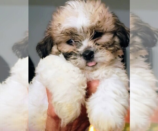 Medium Photo #5 Mal-Shi Puppy For Sale in DAHLONEGA, GA, USA