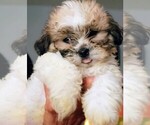 Puppy Bella Mal-Shi