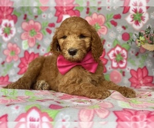 Goldendoodle Puppy for sale in LANCASTER, PA, USA