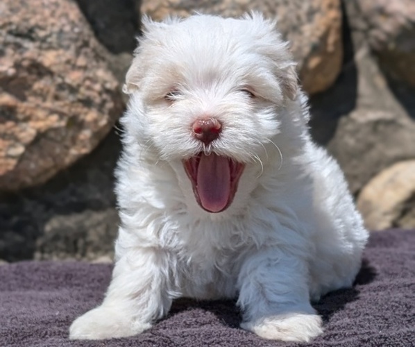 Medium Photo #3 Havanese Puppy For Sale in GOSHEN, IN, USA