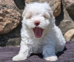 Small #2 Havanese
