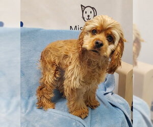 Cocker Spaniel Dogs for adoption in Lake City, MI, USA