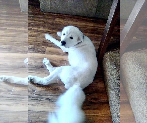 Medium Photo #3 Great Pyrenees Puppy For Sale in Spring, TX, USA