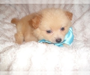 Chihuahua-Poodle (Toy) Mix Puppy for sale in JACKSON, MS, USA