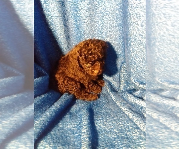 Medium Photo #7 Poodle (Toy) Puppy For Sale in SAVANNAH, GA, USA