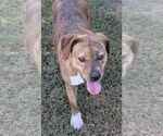 Small #2 American Bulldog-Plott Hound Mix