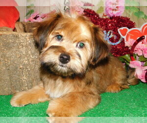 Shorkie Tzu Puppy for Sale in HAMMOND, Indiana USA