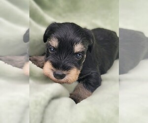 Schnauzer (Miniature) Puppy for Sale in LINCOLN, Alabama USA
