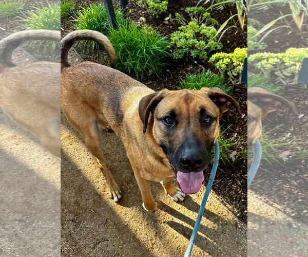 Medium Photo #1 German Shepherd Dog-Unknown Mix Puppy For Sale in Newport Beach, CA, USA