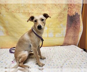 Chihuahua-Unknown Mix Dogs for adoption in Modesto, CA, USA