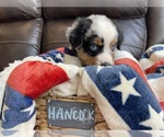 Small Photo #59 Miniature Australian Shepherd Puppy For Sale in BONNERS FERRY, ID, USA