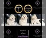 Puppy Mozzarella F1 Maltipoo