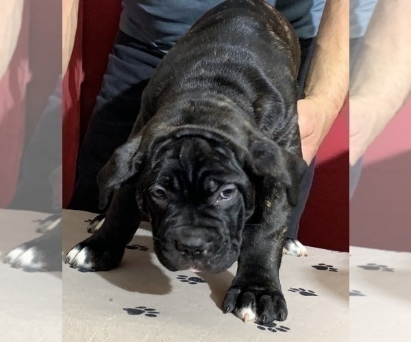 Medium Photo #163 Cane Corso Puppy For Sale in COTTAGE GROVE, OR, USA